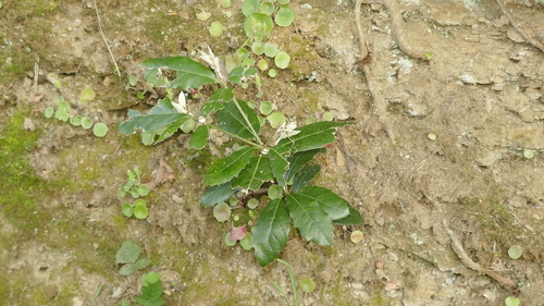Holm oak (Quercus ilex)