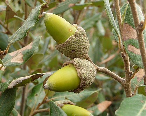 Holm oak: Fruits of Quercus ilex, near Livorno, Italy