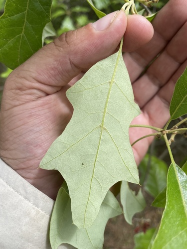Bear oak (Quercus ilicifolia)