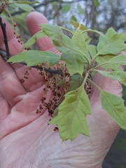 Bear oak (Quercus ilicifolia)