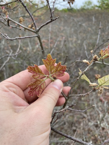 Bear oak (Quercus ilicifolia)