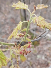 Bear oak (Quercus ilicifolia)