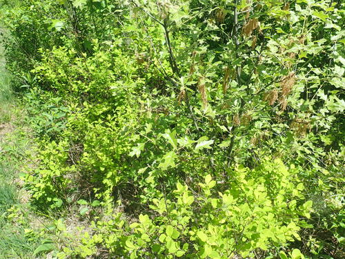 Bear oak (Quercus ilicifolia)