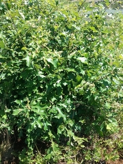 Bear oak (Quercus ilicifolia)