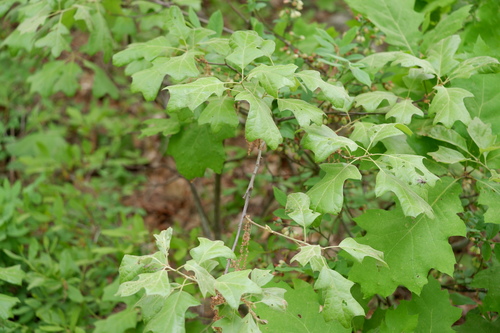 Bear oak (Quercus ilicifolia)