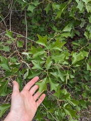 Bear oak (Quercus ilicifolia)