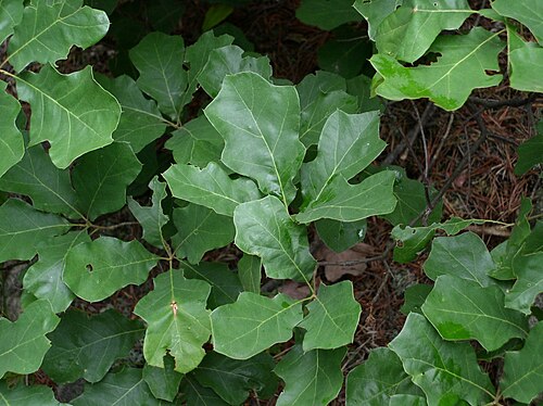 Bear oak: Quercus ilicifolia in rocky open forest of Pinus pungens (mountain pine) and Quercus prinus (chestnut oak) on North Fork Montain, West Virginia, USA.