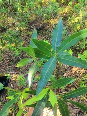 Quercus iltisii (Quercus iltisii)