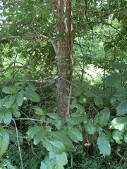 Shingle oak (Quercus imbricaria)