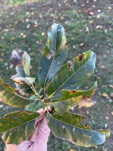 Shingle oak (Quercus imbricaria)