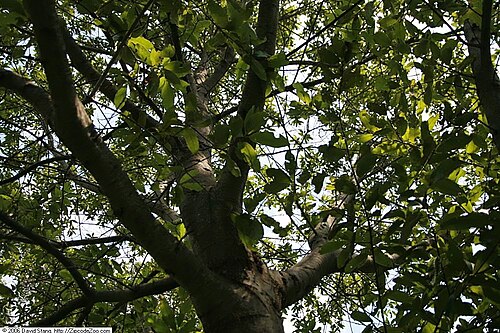 Shingle oak: Location taken: Bayard Cutting Arboretum, Oakdale, New York. Names: Quercus imbricaria Michx., Dąb dachówkowaty, Laurel Oak, Roure de teules, Schindel Eiche, Sh