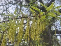 Shingle oak (Quercus imbricaria)