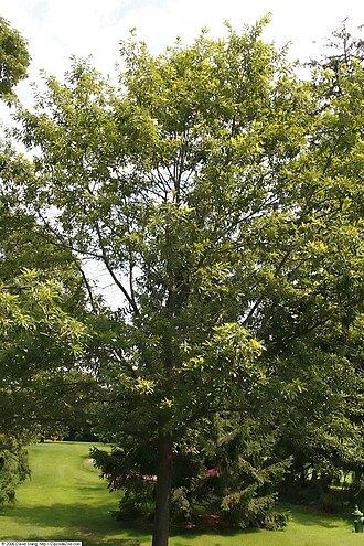 Shingle oak: Location taken: Bayard Cutting Arboretum, Oakdale, New York. Names: Quercus imbricaria Michx., Dąb dachówkowaty, Laurel Oak, Roure de teules, Schindel Eiche, Sh