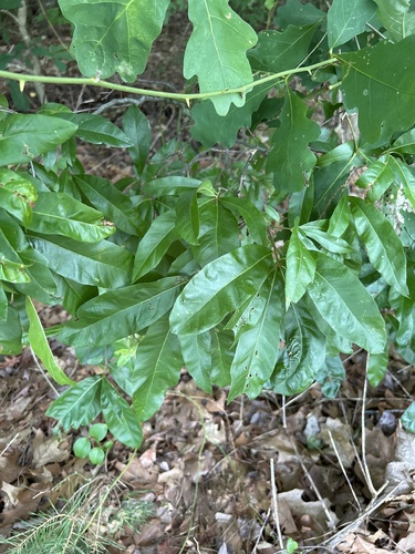Shingle oak (Quercus imbricaria)