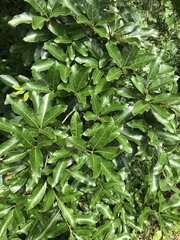 Shingle oak (Quercus imbricaria)