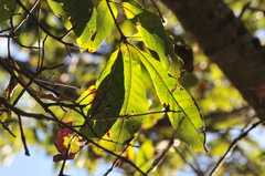 Shingle oak (Quercus imbricaria)