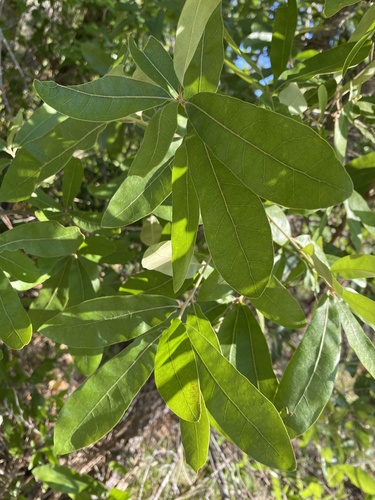 Bluejack oak (Quercus incana)