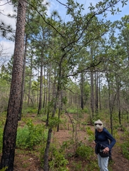 Bluejack oak (Quercus incana)