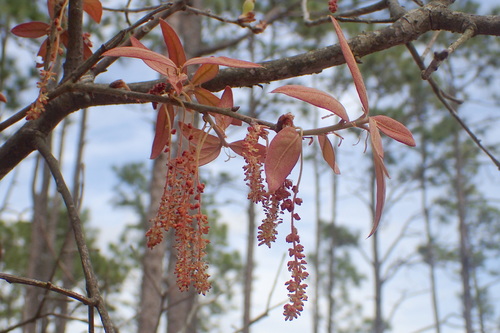 Bluejack oak (Quercus incana)