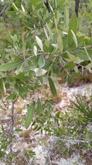 Bluejack oak (Quercus incana)