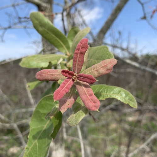 Bluejack oak (Quercus incana)