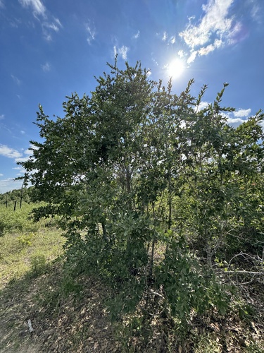 Bluejack oak (Quercus incana)