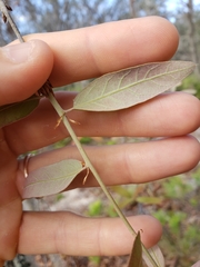 Bluejack oak (Quercus incana)
