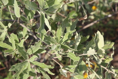 Bluejack oak (Quercus incana)