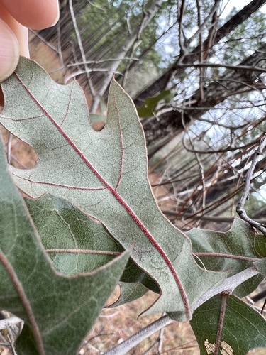 Bluejack oak (Quercus incana)