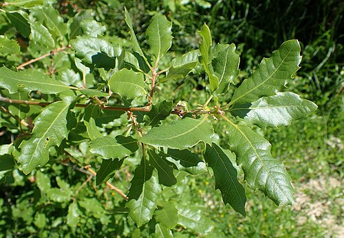 Aleppo oak: Quercus infectoria ssp. veneris in Akamas Botanical Garden, Cyprus