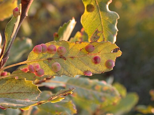 Aleppo oak: Quercus boissieri leaf with galls, Mount Meron, Upper Galilee, Israel, October 10, 2006.