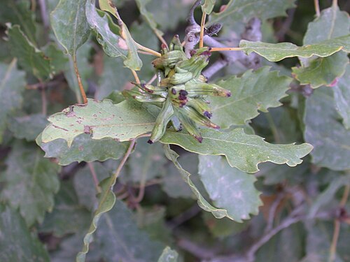 Aleppo oak: Gall on Quercus boissieri , Mount Meron, Upper Galilee, Israel, October 10, 2006.