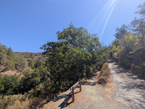 Aleppo oak (Quercus infectoria)