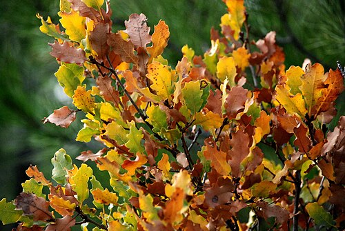 Aleppo oak: Quercus boissieri autumn foliage, İzmir, Turkey