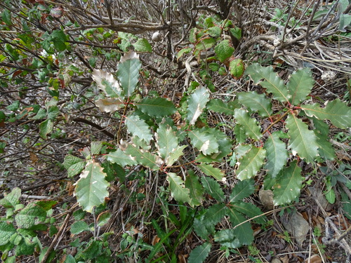 Aleppo oak (Quercus infectoria)