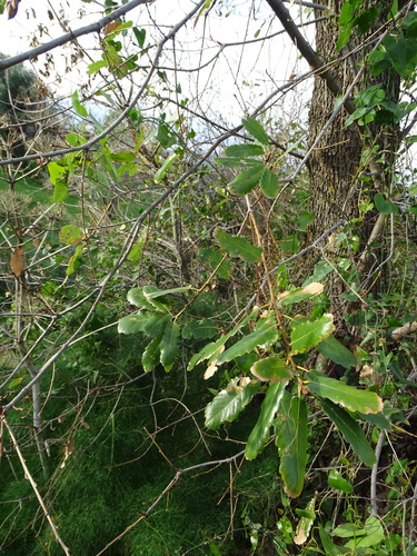 Aleppo oak (Quercus infectoria)