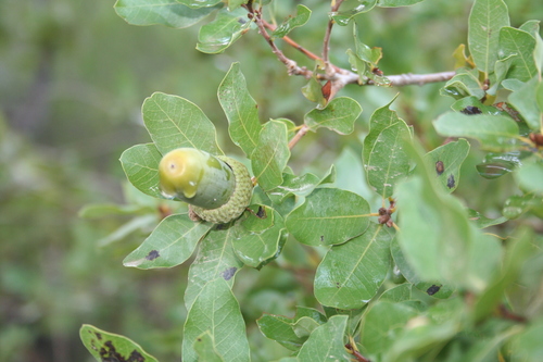 Aleppo oak (Quercus infectoria)