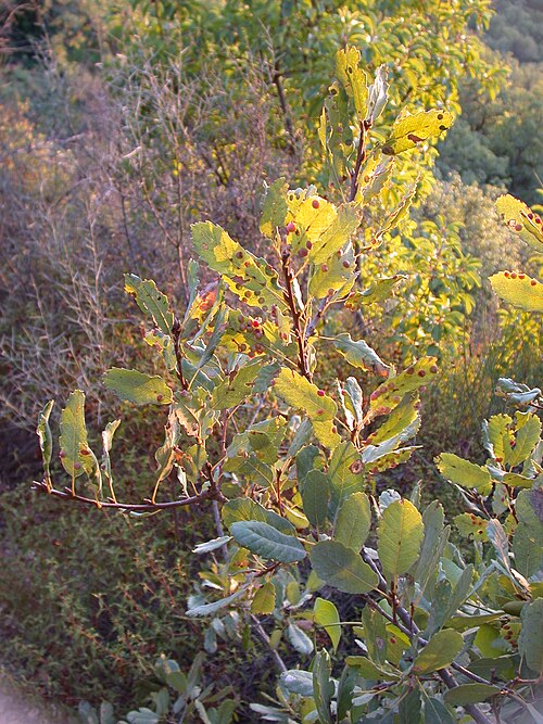 Aleppo oak: Quercus boissieri leaves with galls, Mount Meron, Upper Galilee, Israel, October 10, 2006.