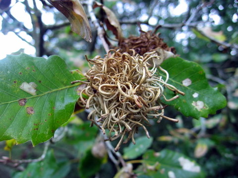 Aleppo oak: gall on Quercus boissieri , Israel.