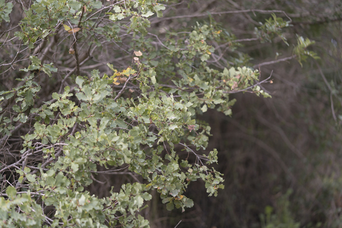 Aleppo oak (Quercus infectoria)