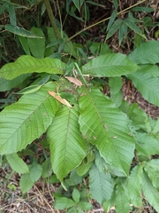 Quercus insignis (Quercus insignis)
