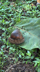 Quercus insignis (Quercus insignis)