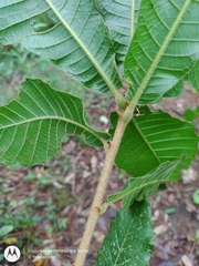 Quercus insignis (Quercus insignis)