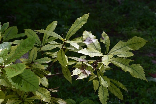 Quercus insignis (Quercus insignis)