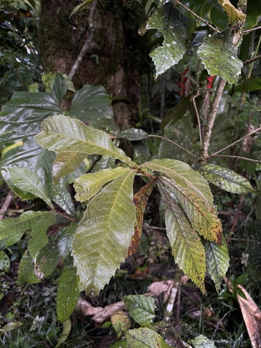 Quercus insignis (Quercus insignis)