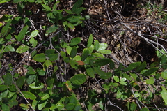 Dwarf oak (Quercus intricata)