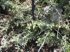 Dwarf oak (Quercus intricata)