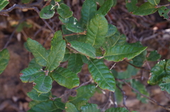Dwarf oak (Quercus intricata)