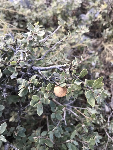 Dwarf oak (Quercus intricata)