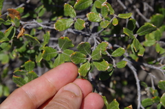 Dwarf oak (Quercus intricata)